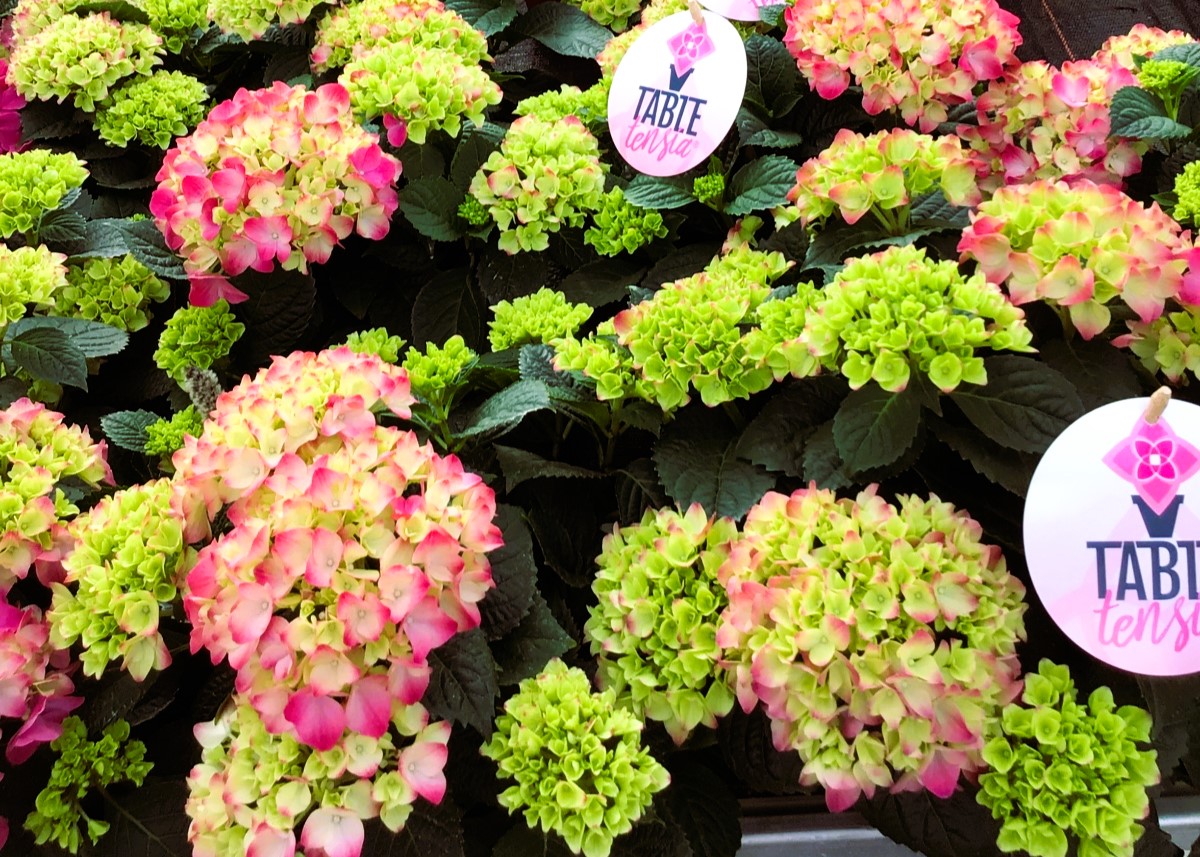 Monheimer Blumenmarkt